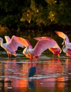 Roseate Spoonbills